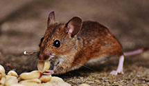 24 Hour & Emergency Exterminators in Mechanicsville, VA